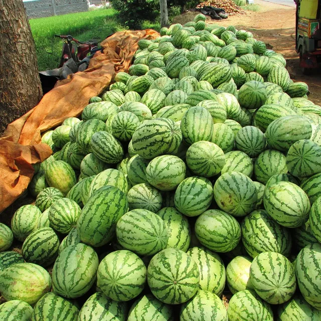 WATERMELON SUGAR
