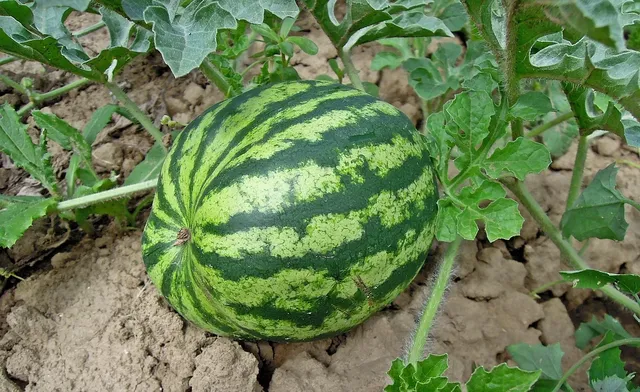 WATERMELON SUGAR